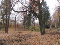 MĚSTSKÉ SLUŽBY PÍSEK s.r.o. OPĚT OŠETŘUJÍ STROMY VE MĚSTĚ