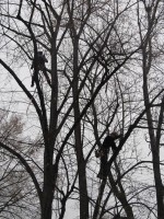 MĚSTSKÉ SLUŽBY PÍSEK s.r.o. OPĚT OŠETŘUJÍ STROMY VE MĚSTĚ