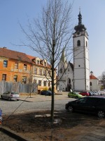 Na Bakalářích byla vysazena vzrostlá lípa