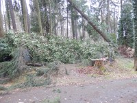 Silný vítr zcela znehodnotil práci zahradníků