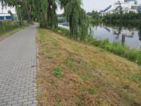 Posekání břehového porostu zajistily Městské služby Písek