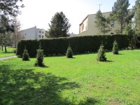 Nová výsadba stromů již nahradila poškozené a odstraněné smrky