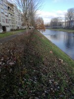 Městské služby provádějí vyřezání dřevin