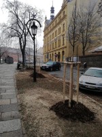 Alej stromů v Komenského ulici prošla částečnou obnovou