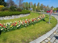 Jarní květiny zdobí zeleň v Písku