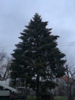 Velké náměstí v Písku zdobí 12m vysoká douglaska