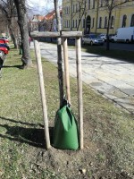 Městské služby Písek s.r.o. zefektivní zálivku nově vysazených stromů