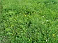 Sečení travnatých ploch - 7.9. - 13.9.2020