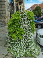 Novinky na zeleni a péče o ní v roce 2020