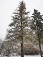 Kácení suchých a nemocných stromů