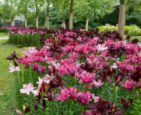 Liliová louka na Bakalářích