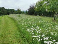 Sečení travnatých ploch - 7.6. - 13.6.2021