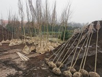 Letos se v Písku a okolí vysadilo více než 160 nových stromů