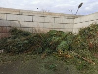 Vyhozené vánoční stromky najdou další využití