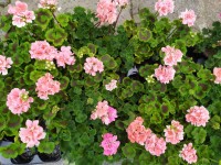 Kvůli enormnímu zájmu o substrát zdarma je registrace zájemců předčasně ukončena