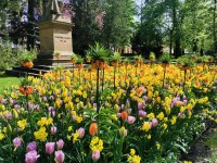 Jarně rozkvetlý Písek je vizitkou našich zahradníků