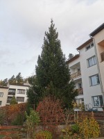 Vánoční strom je již na píseckém náměstí