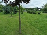 Sečení travnatých ploch - 10.6.-16.6.2024