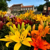 Veřejný prostor města rozzářily desetitisíce květů