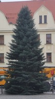 Vánoční jedle již stojí na píseckém náměstí