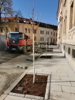 Zahradníci městských služeb dokončili podzimní výsadby stromů